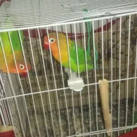 کوتوله برزیلی