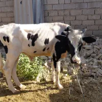 گوساله نر