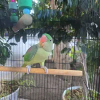 شاه طوطی اسکندر