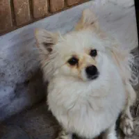 سگ پامر آشتیپز رنگ سفید کاراملی