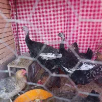 بوقلمون جوان|حیوانات مزرعه|رفسنجان, |دیوار