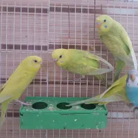 پرنده|پرنده|تربت جام, نظامی|دیوار