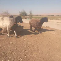 میش گوسفند|حیوانات مزرعه|گتوند, |دیوار