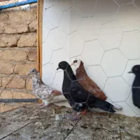 سلام کفتر گرفتنی