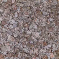 مویز انگور بش