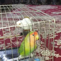 طوطی برزیلی