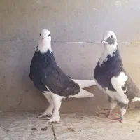 کبوتر جوجه قلمی یکجایی  تهران