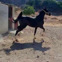 مادیون عرب|اسب و تجهیزات اسب‌سواری|نورآباد ممسنی, |دیوار