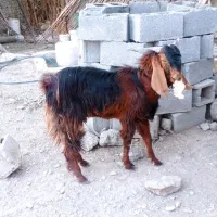 گوسفند|حیوانات مزرعه|ایرانشهر, |دیوار