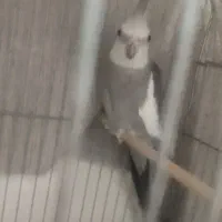 عروس هلندی گم شده منطقه بندرگاه