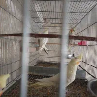 فروش فنچ گلدین .. وعروس هلندی رام|پرنده|همدان, |دیوار