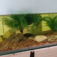 آکواریوم سالم با وسایل