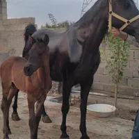 مادیان سیاه  همراه با کره نریان