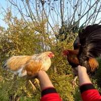 مرغ و خروس نژاد ویاندوت|حیوانات مزرعه|تهران, جوادیه تهرانپارس|دیوار