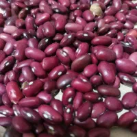 لوبیا قرمز بومی|خوردنی و آشامیدنی|فولادشهر, C4|دیوار