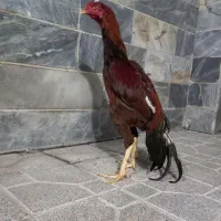 خروس لاری|حیوانات مزرعه|بهارستان, |دیوار