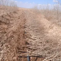 نهال‌انارشهرضا‌