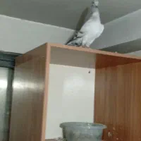 جفتگاه