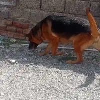 سگ ژرمن شکاری