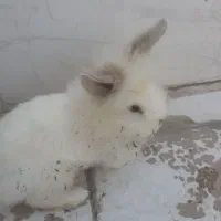 خرگوش لپ اوکراینی