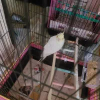 گمشده عروس هلندی|پرنده|رشت, کوی مهر|دیوار