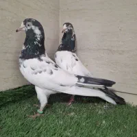 جفت جوجه تیدی پاکستانی دیلم