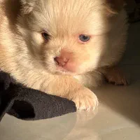 Spitz اصیل توله‌های پشمالوی درجه‌یک