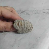 سنگ فسیل|کلکسیون اشیاء عتیقه|مشهد, استاد یوسفی (شهرک غرب)|دیوار