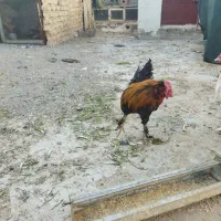 مرغ و خروس گلین لری