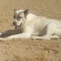 سگ گمشده|حیوانات|فامنین, |دیوار