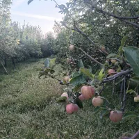 فروش سیب رو درخت یکجا