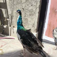 مرغ خروس لاری طوسی جفت طاوس|حیوانات مزرعه|بیرجند, |دیوار