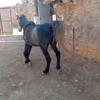 اسب،مادیان