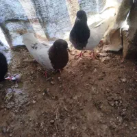 کبوتر کله ای|پرنده|فیروزآباد (آذربایجان), |دیوار