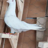 کفتر نروماده دم سوسنی