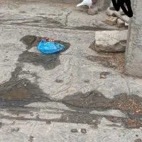 کفتر توقی فقط معاوضه