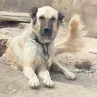 سگ نگهبان نر و ماده سرابی اصیل