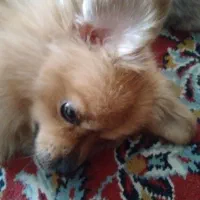 توله سگ|سگ|آمل, |دیوار