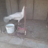 طاووس  سفید ماده|پرنده|تهران, خلازیر|دیوار