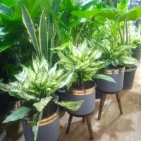 گل‌های آپارتمانی زیبا