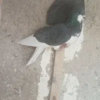 کفتر گرفتنی|پرنده|شیراز, گویم|دیوار