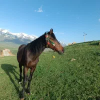 اسب اخته|اسب و تجهیزات اسبسواری|سیلوانه, |دیوار