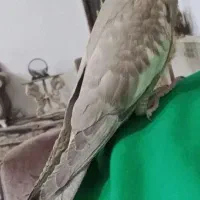 عروس هلندی گم شده در محدوده پردیس