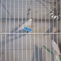 عروس  قناری|پرنده|مشهد, نیزه|دیوار