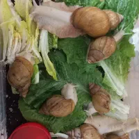 حلزون مولد|خزنده|تهران, جهاد|دیوار