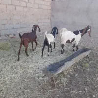 بز پاکستانی