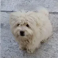 واگذاری سگ پا کوتاه ۲سال