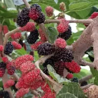 نهال اصلاح شده شاتوت دانه درشت. دره شهر|خدمات باغبانی و درختکاری|ایلام, |دیوار