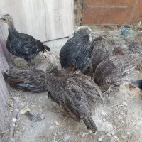 تعدادی بقلمو بفروش میرسد فلاورجان