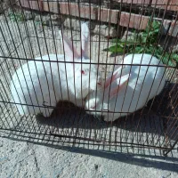 یه. جفت خرگوش بفروش می‌رسد|موش و خرگوش|گنبد کاووس, |دیوار